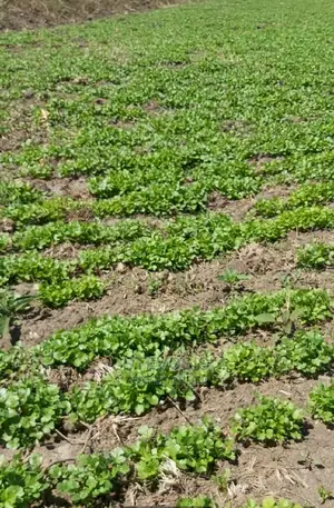 50 Acres by 365 Days Land Sale - Prime Real Estate Opportunity