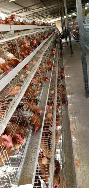 Poultry Cages