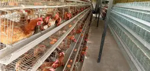 Imported Chicken Cages