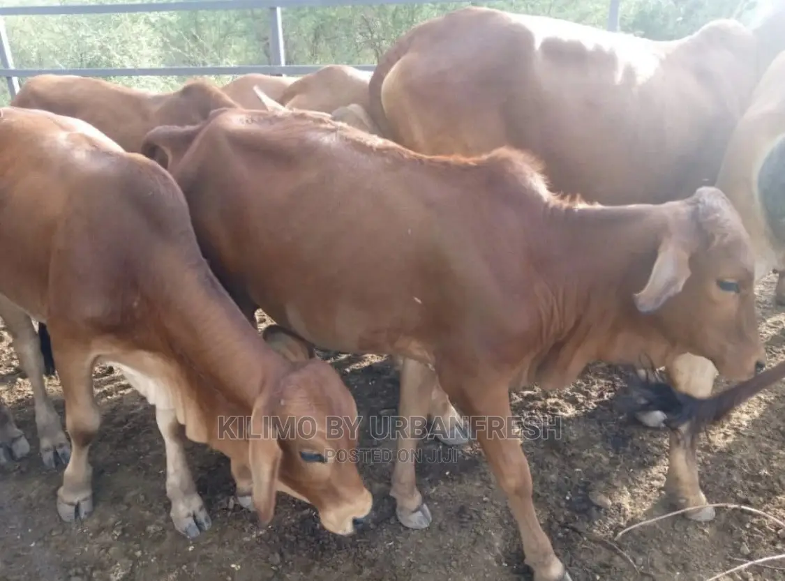 Sahiwal Cows
