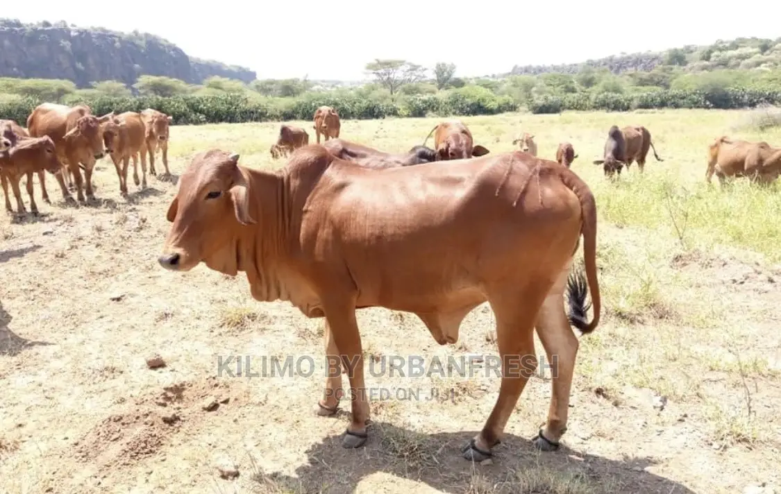 Sahiwal Cows