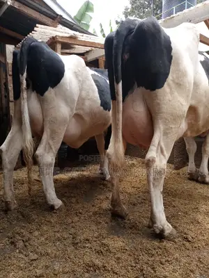 Super Pedigree 8.5 Incalf Heifers