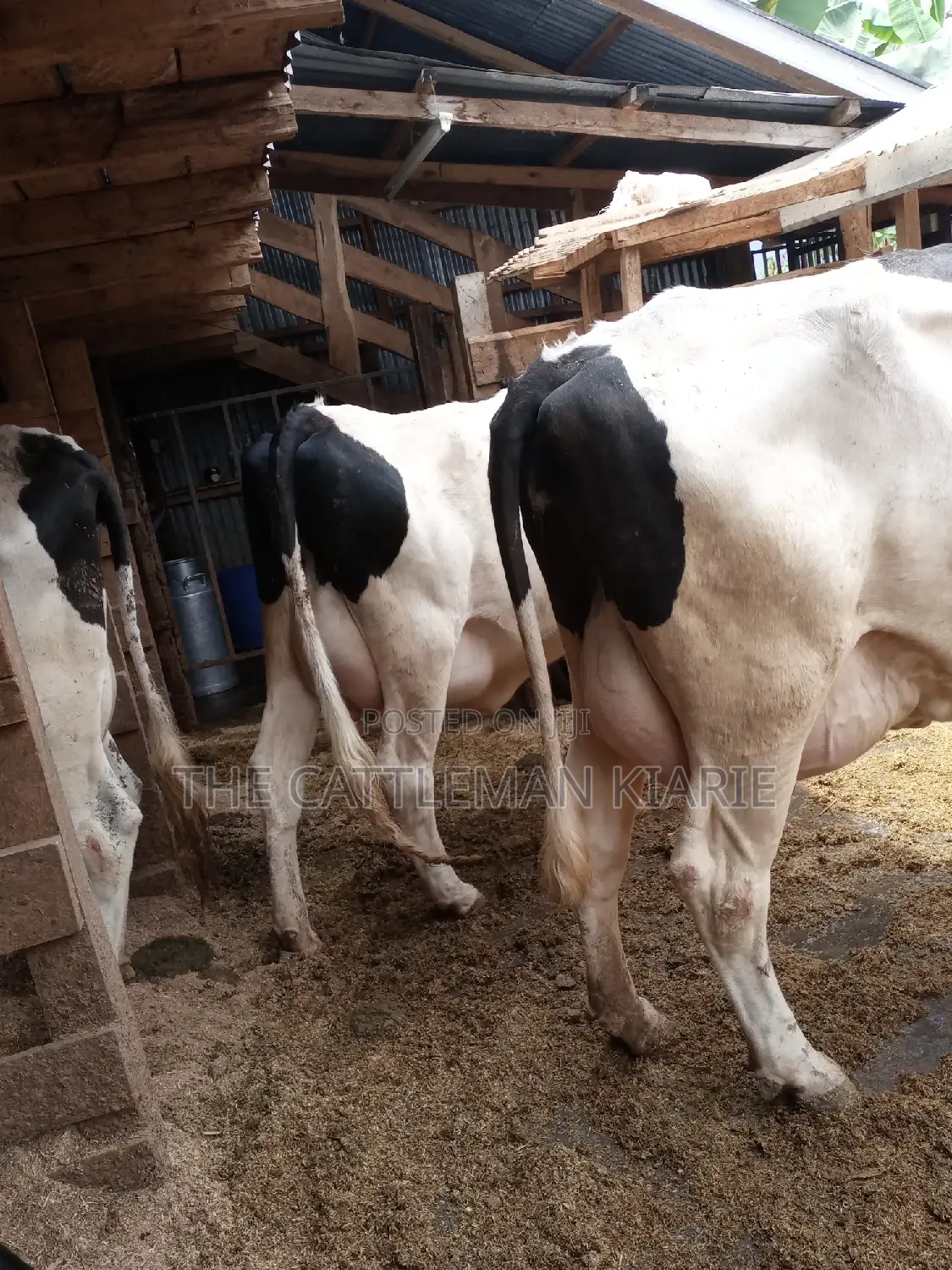 Super Pedigree 8.5 Incalf Heifers