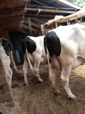 Super Pedigree 8.5 Incalf Heifers
