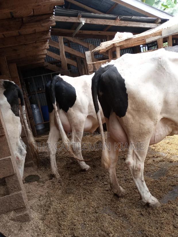 Super Pedigree 8.5 Incalf Heifers - thumbnail 5