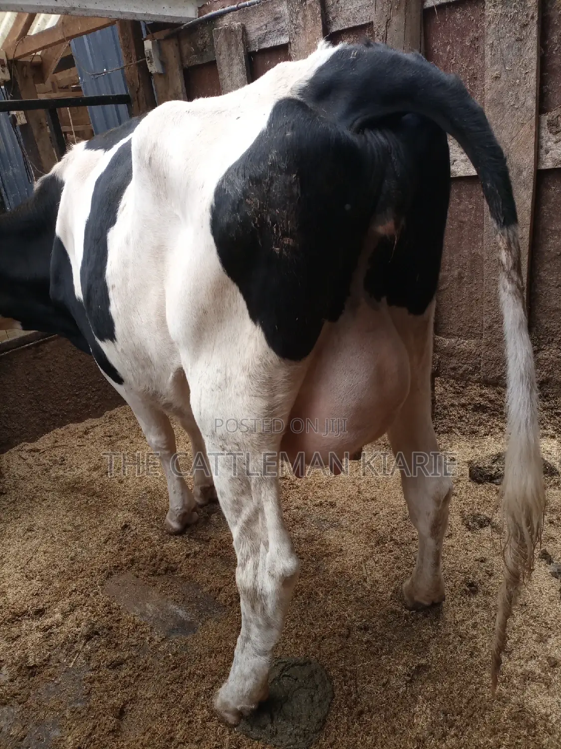 Super Pedigree 8.5 Incalf Heifers