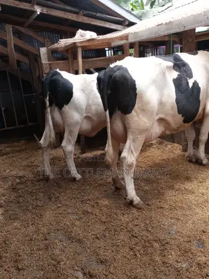 Super Pedigree 8.5 Incalf Heifers