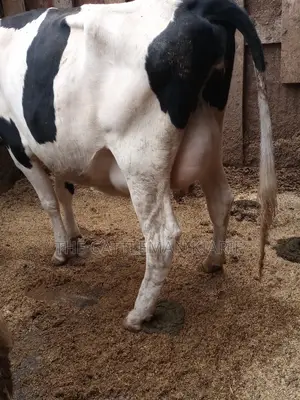 Super Pedigree 8.5 Incalf Heifers