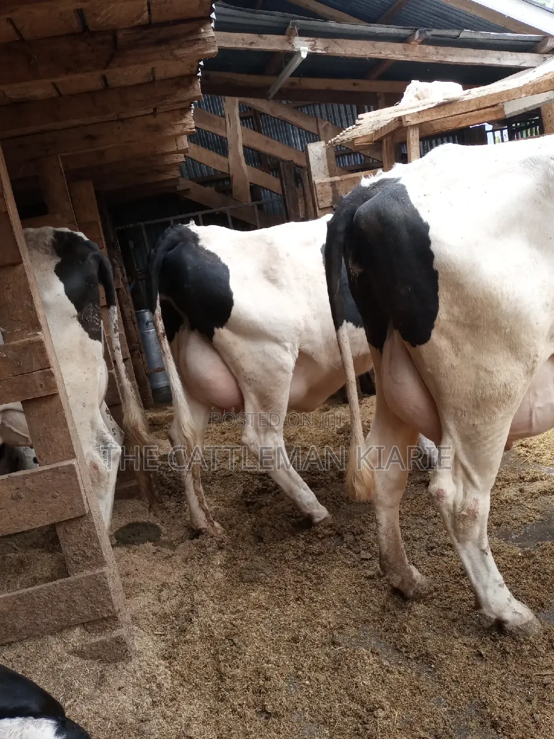 Super Pedigree 8.5 Incalf Heifers