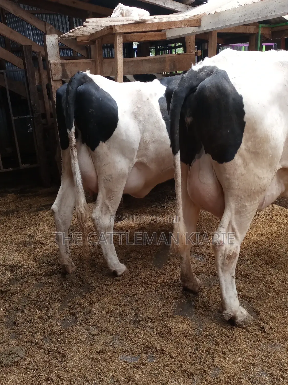 Super Pedigree 8.5 Incalf Heifers