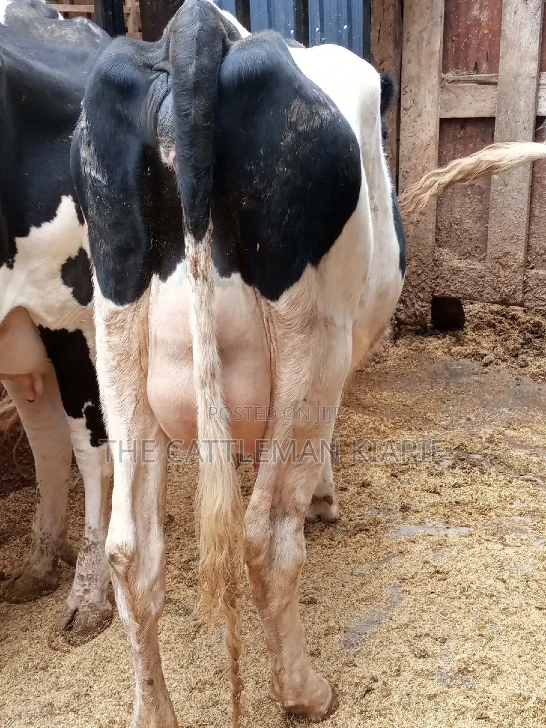 Super Pedigree 8.5 Incalf Heifers
