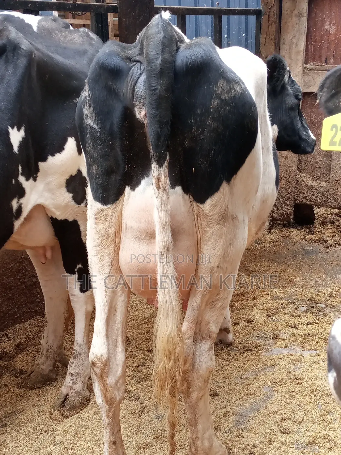 Super Pedigree 8.5 Incalf Heifers