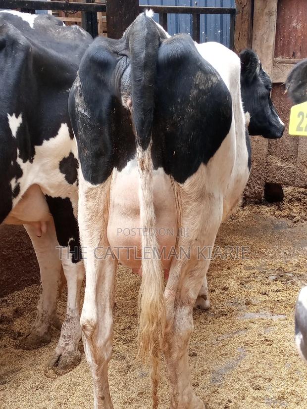 Super Pedigree 8.5 Incalf Heifers - thumbnail 8