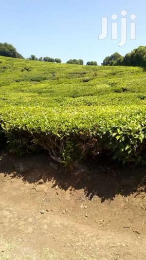 Selling 160 Acres Of Tea Bushes In Limuru 