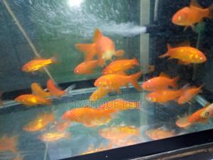 Ornametal Fish - thumbnail 2