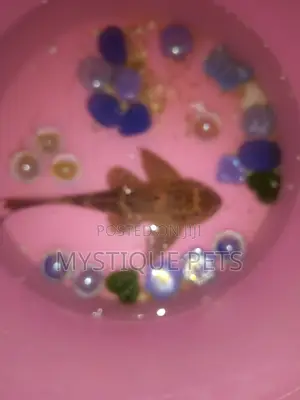 Ornametal Fish
