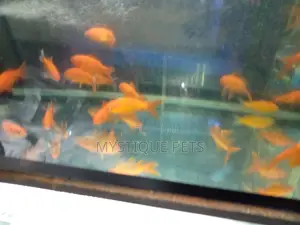 Ornametal Fish