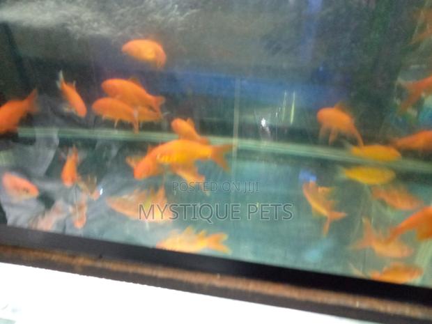 Ornametal Fish - thumbnail 5