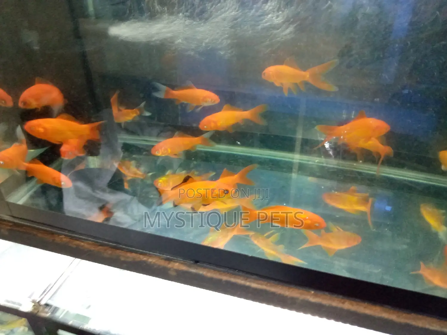 Ornametal Fish