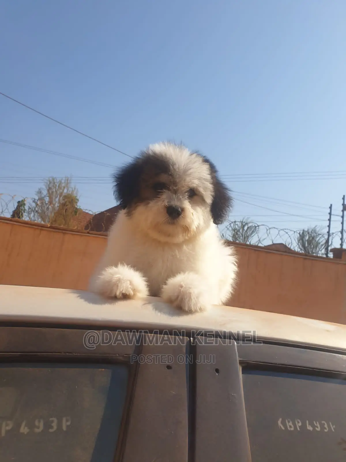 1-3 Month Male Purebred Havanese