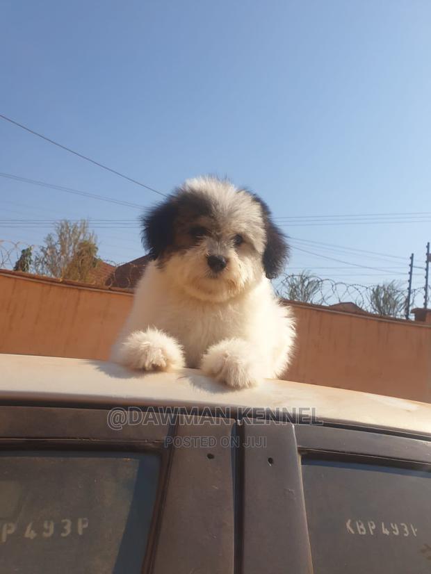 1-3 Month Male Purebred Havanese