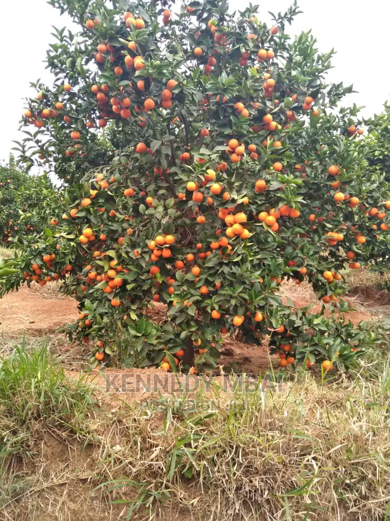 2 Acres Settlement and Agricultural/Farming Land