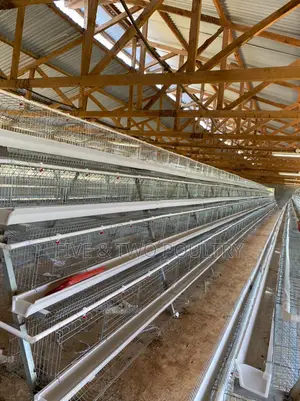 Chicken Cages