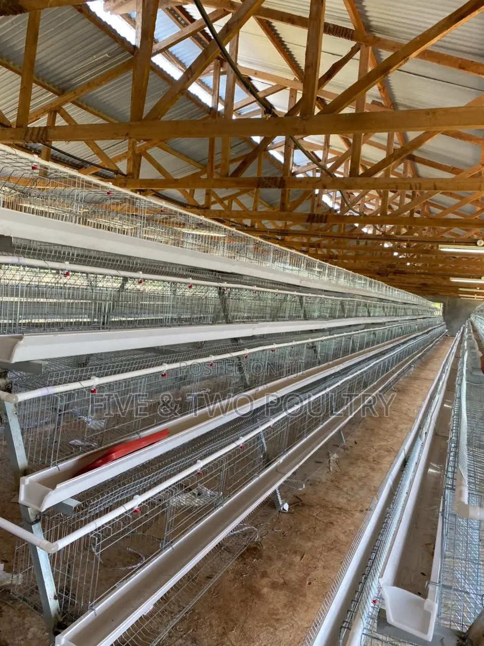 Chicken Cages