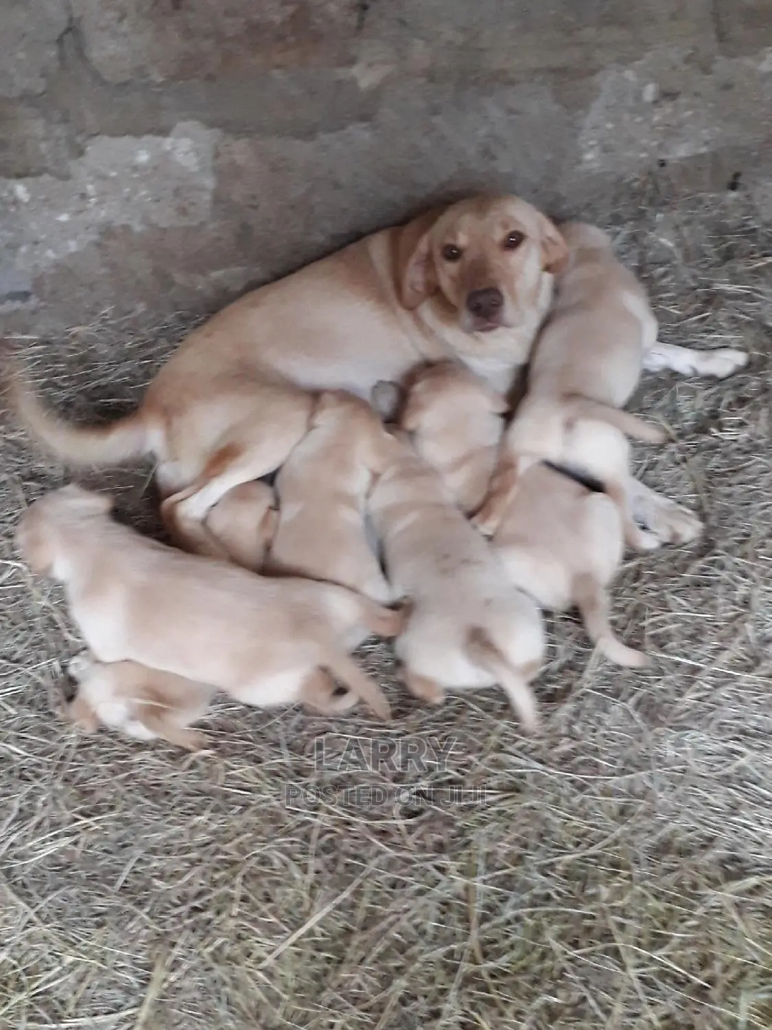 1-3 month Female Purebred Labrador Retriever