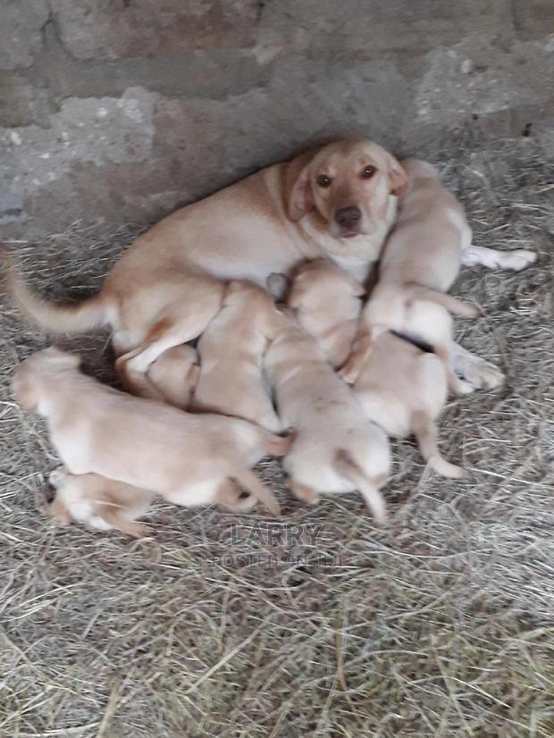 1-3 month Female Purebred Labrador Retriever