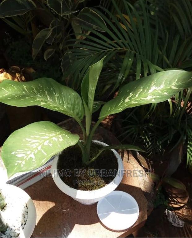 Assorted Flowers ,Plants Planting Pots - thumbnail 3