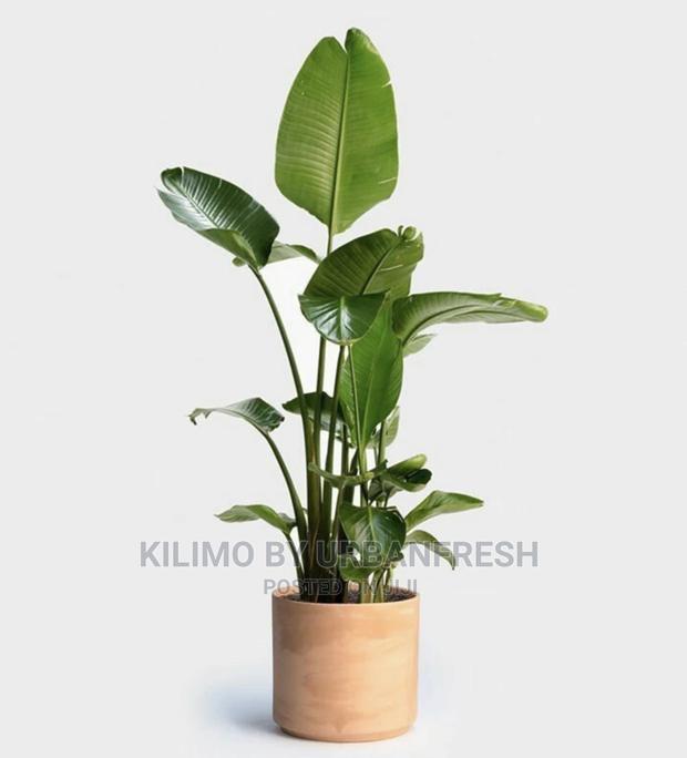 Assorted Flowers ,Plants Planting Pots - thumbnail 16