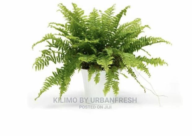 Assorted Flowers ,Plants Planting Pots - thumbnail 11