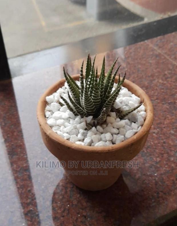 Assorted Flowers ,Plants Planting Pots - thumbnail 5