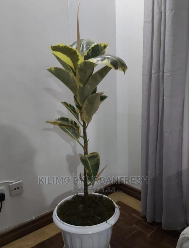 Assorted Flowers ,Plants Planting Pots - thumbnail 12