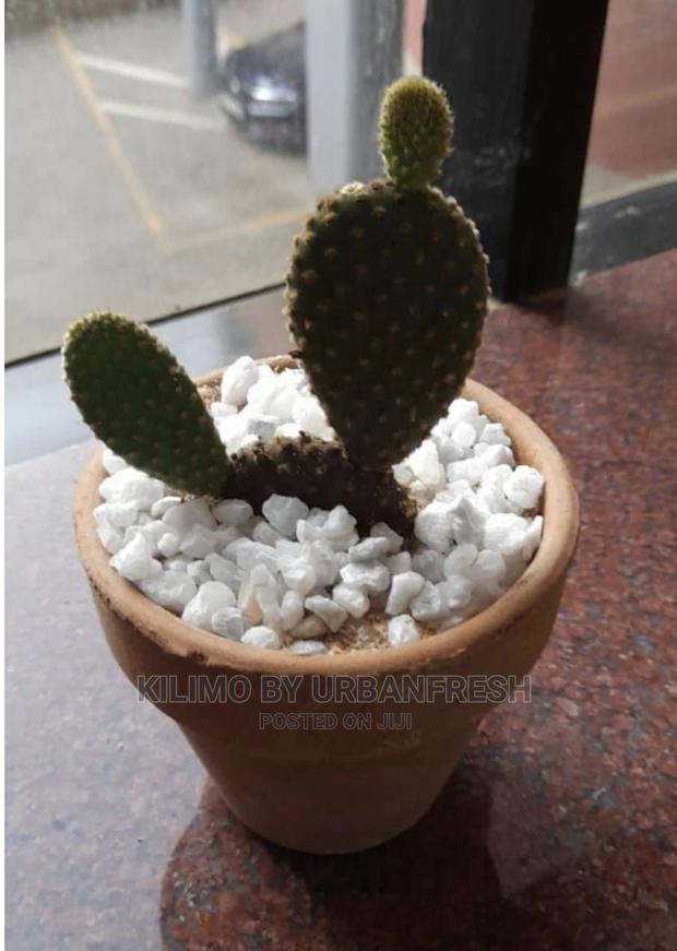 Assorted Flowers ,Plants Planting Pots - thumbnail 4