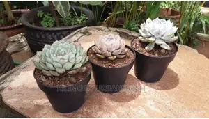 Assorted Flowers ,Plants Planting Pots