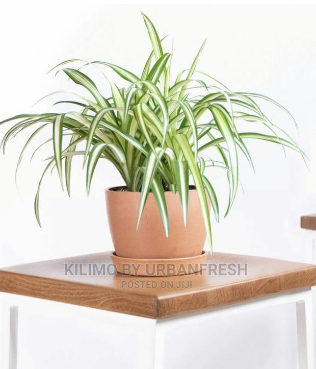 Assorted Flowers ,Plants Planting Pots - thumbnail 10