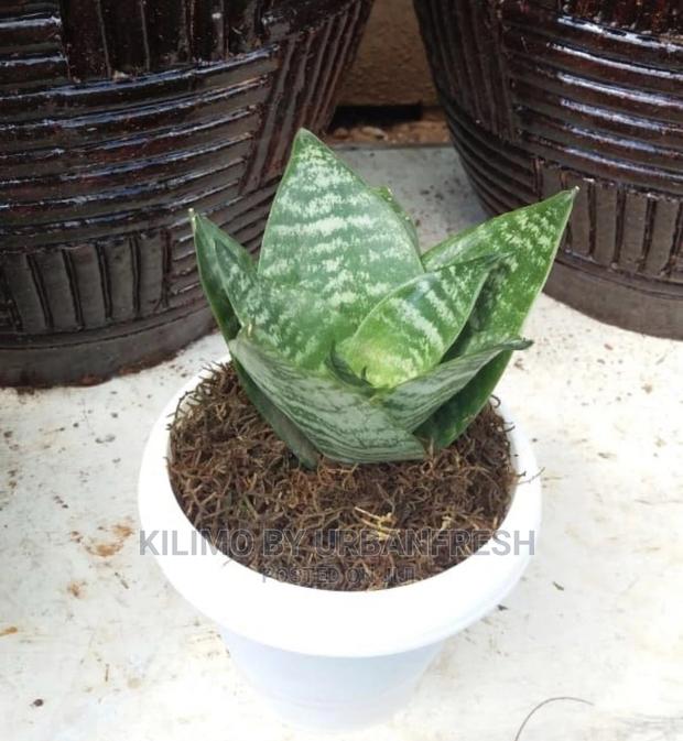 Assorted Flowers ,Plants Planting Pots - thumbnail 18