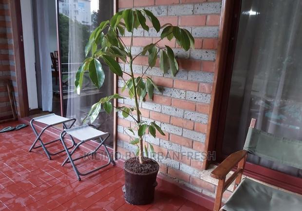 Assorted Flowers ,Plants Planting Pots - thumbnail 14