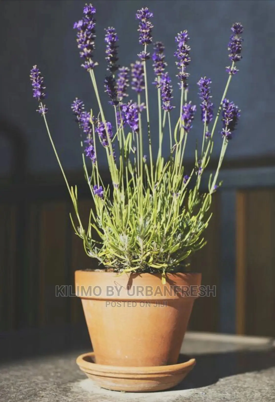 Assorted Flowers ,Plants Planting Pots