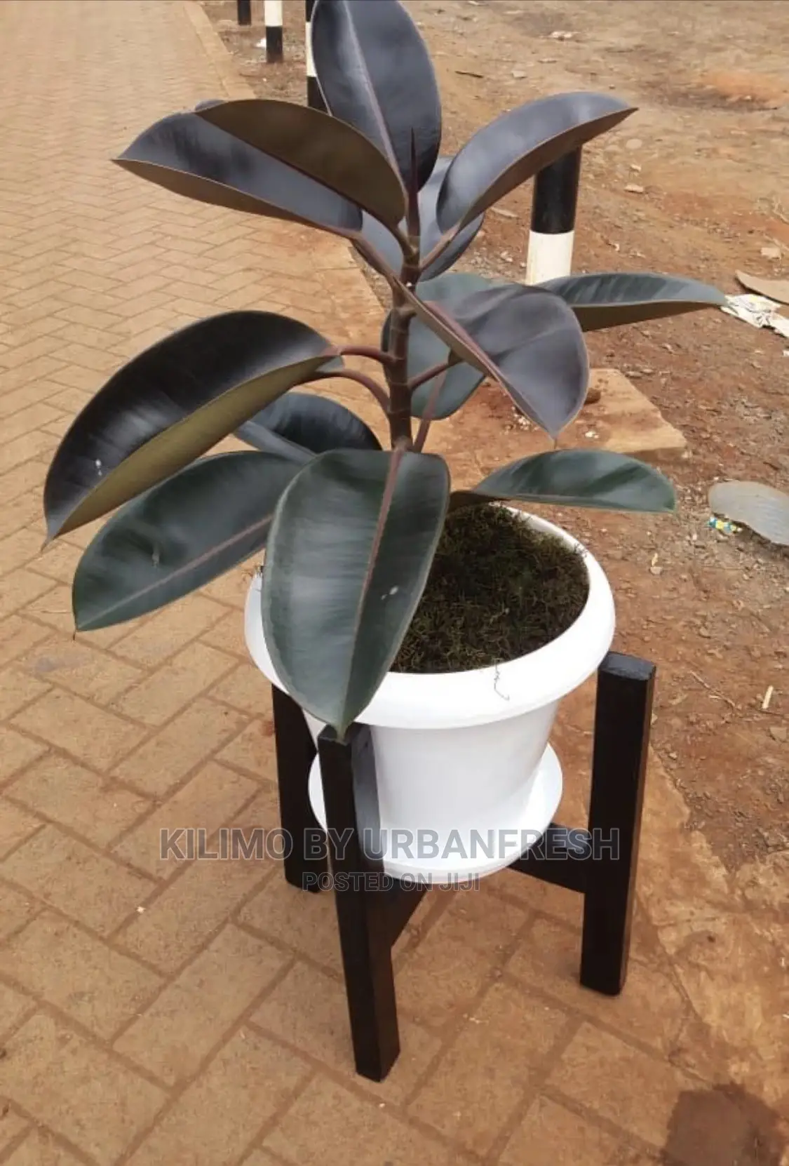 Assorted Flowers ,Plants Planting Pots