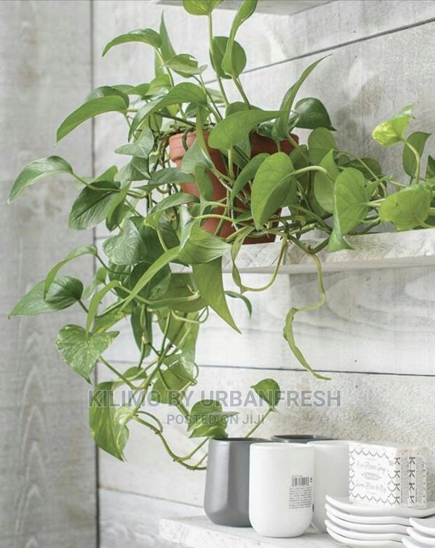 Assorted Flowers ,Plants Planting Pots - thumbnail 9