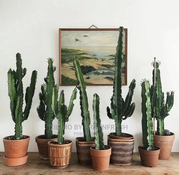 Assorted Flowers ,Plants Planting Pots - thumbnail 15