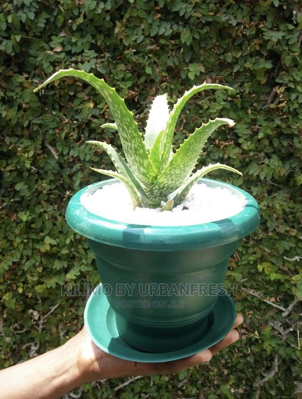 Assorted Flowers ,Plants Planting Pots - thumbnail 21