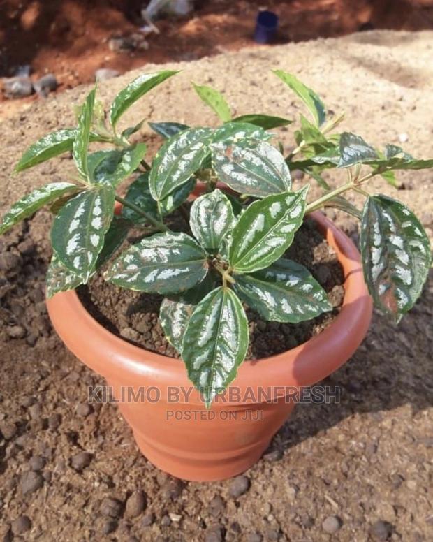 Assorted Flowers ,Plants Planting Pots - thumbnail 20