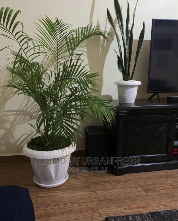 Assorted Flowers ,Plants Planting Pots - thumbnail 17