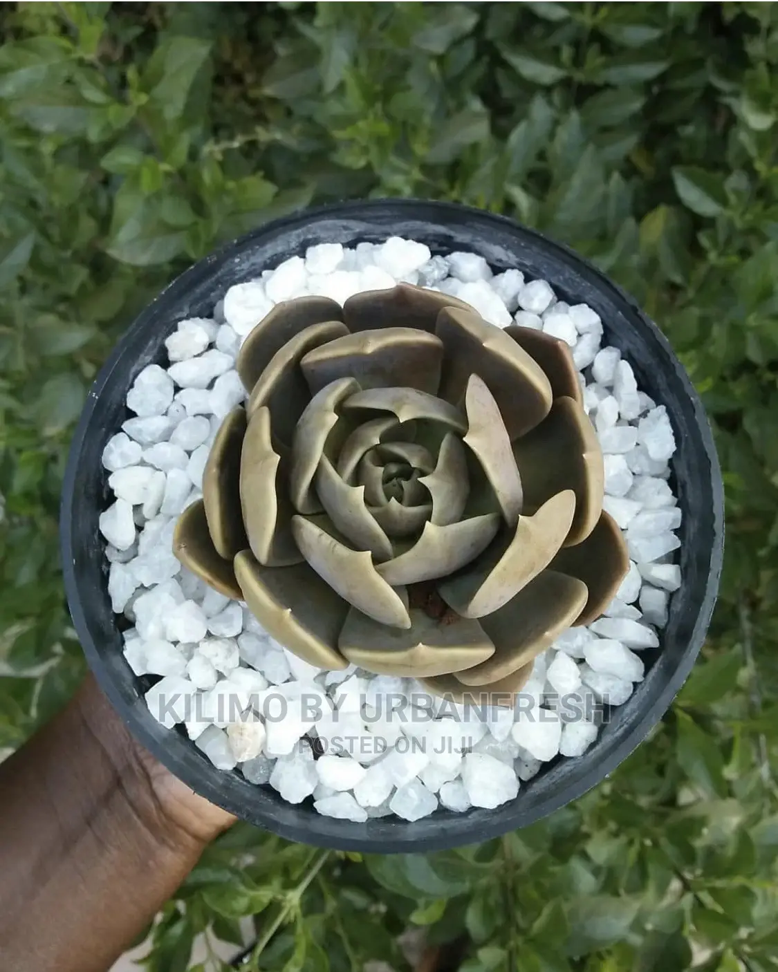 Assorted Flowers ,Plants Planting Pots