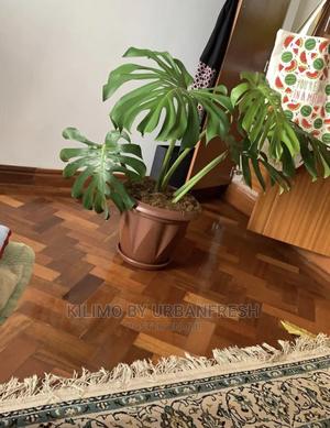 Assorted Flowers ,Plants Planting Pots - thumbnail 2