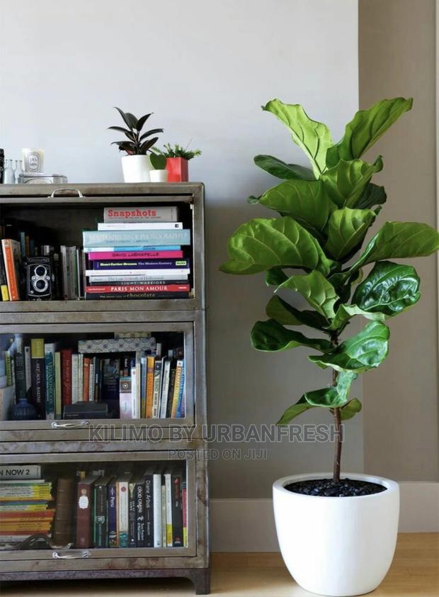 Assorted Flowers ,Plants Planting Pots - thumbnail 13